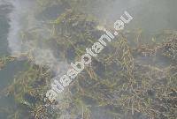 Potamogeton crispus L.