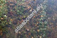 Potamogeton crispus L.