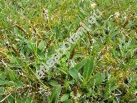 Carex ericetorum Poll. (Vignea)