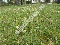 Carex ericetorum Poll. (Vignea)