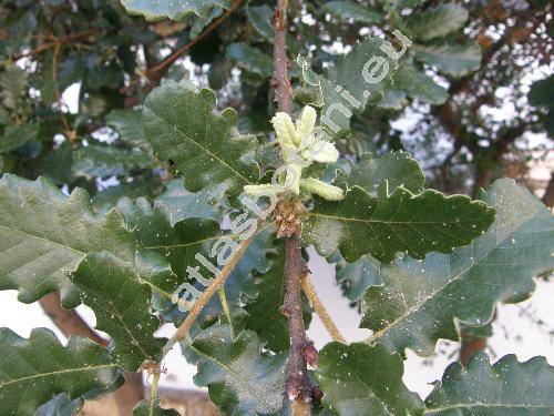 Quercus canariensis L. (Quercus mirbeckii Dur., Quercus gibraltarica Koch, Quercus carpinifolia Senn.)