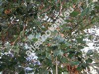 Quercus canariensis L. (Quercus mirbeckii Dur., Quercus gibraltarica Koch, Quercus carpinifolia Senn.)