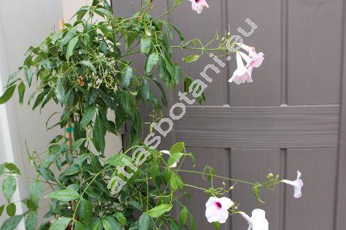 Pandorea jasminoides (Lindl.) Schum. (Tecoma jasminoides Lindl., Gelseminum jasminoides (Lindl.) Kuntze)