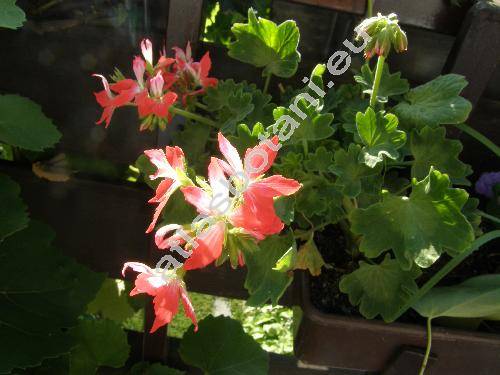 Pelargonium 'Fireworks Red-White'