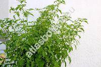 Capsicum baccatum