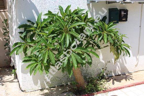 Plumeria rubra L. (Plumeria acuminata, Plumeria angustifolia DC.)