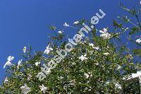 Jasminum grandiflorum L. (Jasminum floribundum Br. ex Fres., Jasminum officinale subsp. grandiflorum)