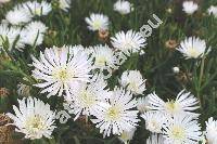 Delosperma basuticum 'White Nugget' (Mesembryanthemum)