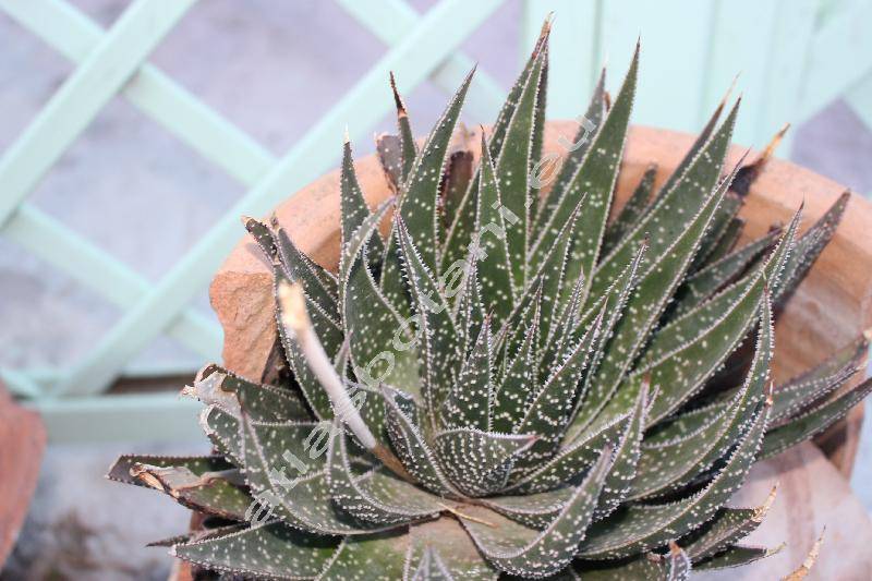 az aloe helyreállította a látást