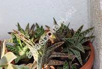 Aloe variegata (Aloe variegata L., Gonialoe variegata)