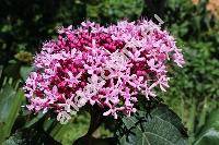 Clerodendrum bungei Steud. (Clerodendrom foetidum Bunge)