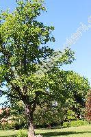 Quercus robur L. (Quercus pedunculata Ehrh.)