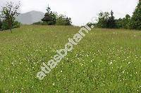 Leucanthemum vulgare Lamk. (Chrysanthemum leucanthemum L.)