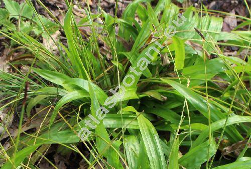 Carex plantaginea Lam.