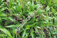 Carex plantaginea Lam.