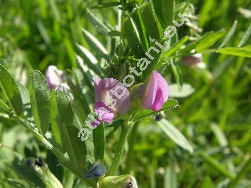 Vicia sativa L. (Faba sativa L.)