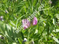 Vicia sativa L. (Faba sativa L.)