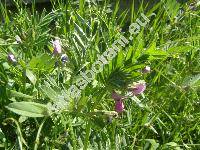 Vicia sativa L. (Faba sativa L.)