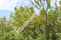 Caragana arborescens Lamk. (Caragana inermis Moench, Robinia caragana L.)