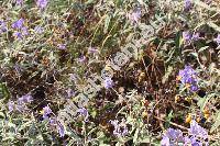 Solanum elaeagnifolium Cav.