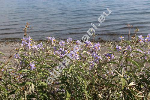 Solanum elaeagnifolium Cav.