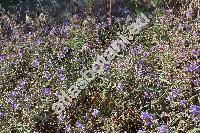 Solanum elaeagnifolium Cav.