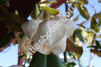 Magnolia grandiflora L. (Magnolia elliptica (Aiton) Link, Magnolia gloriosa Mill., Magnolia foetida (L.) Sarg., Magnolia exoniensis Mill.)
