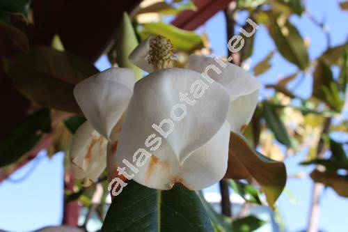 Magnolia grandiflora L. (Magnolia elliptica (Aiton) Link, Magnolia gloriosa Mill., Magnolia foetida (L.) Sarg., Magnolia exoniensis Mill.)