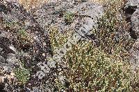 Ballota pseudodictamnus (L.) Benth. (Ballota dictamnifolia, Beringeria, Marrubium pseudodictamnus L., Moluccella fruticosa Forssk.)