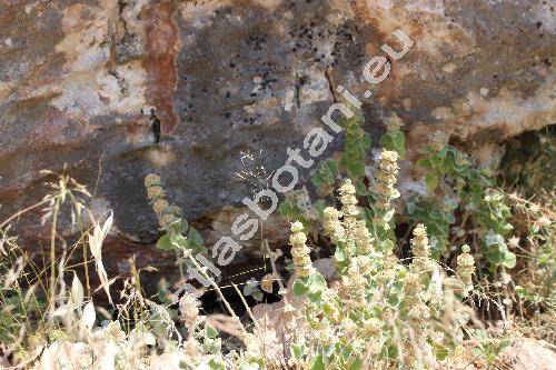 Ballota pseudodictamnus (L.) Benth. (Ballota dictamnifolia, Beringeria, Marrubium pseudodictamnus L., Moluccella fruticosa Forssk.)