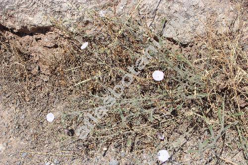Convolvulus lineatus L. (Convolvulus spicifolius Desr.)