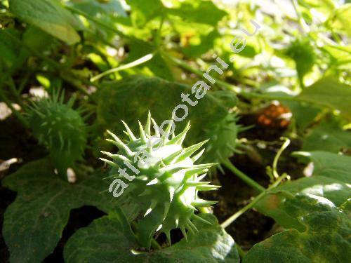Cyclanthera brachystachya (Cyclanthera brachystachya (DC.) Cogn., Cyclanthera expodens Naud., Elaterium brachystachyum DC., Momordica)