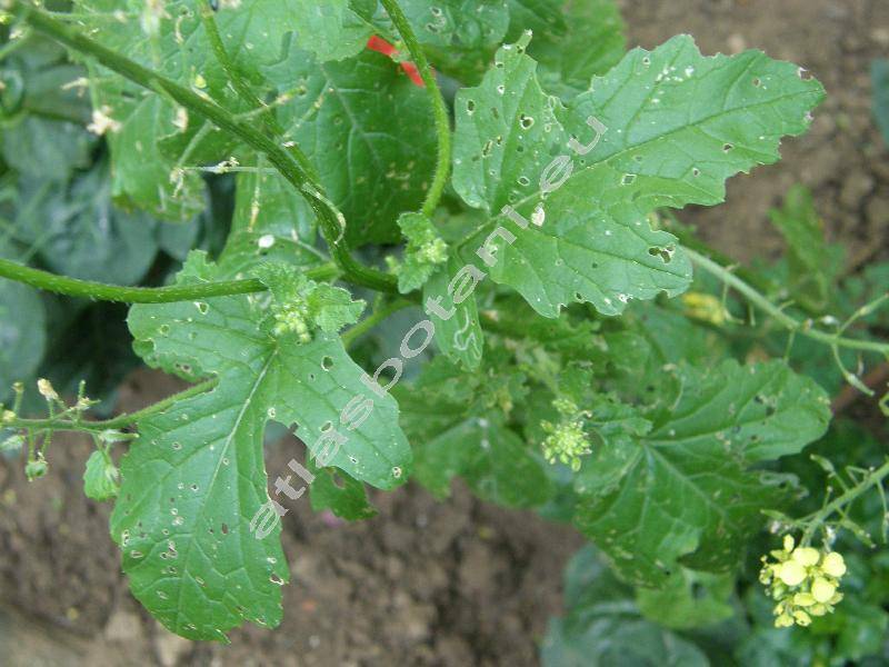 Leucosinapis alba (L.) Spach (Sinapis alba L., Leucosinapis dissecta