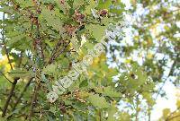 Quercus petraea (Matt.) Liebl. (Quercus sessilis Ehrh., Quercus sessiliflora Salisb.)