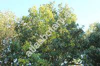 Quercus petraea (Matt.) Liebl. (Quercus sessilis Ehrh., Quercus sessiliflora Salisb.)