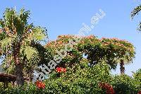 Albizia julibrissin (Willd.) Dur. (Acacia julibrissin (Dur.) Willd., Mimosa julibrissin Scop.)