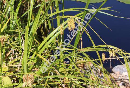 Carex pseudocyperus L.