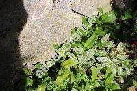 Tradescantia fluminensis Vell. (Tradescantia albiflora Kunth)