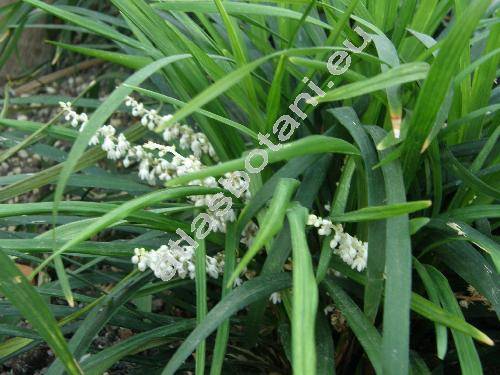 Ophiopogon japonicus (L.) Ker Gawl. (Convallaria)