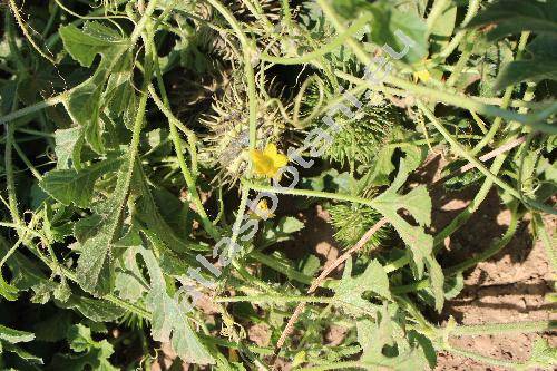 Cucumis myriocarpus Naud.