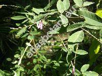 Desmodium tortuosum (Sw.) DC. (Hedysarum purpureum Mill., Hedysarum tortuosum Sw., Meibomia  tortuosa (Sw.) Kuntze)