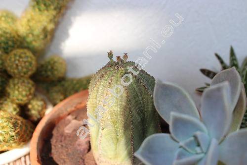 Euphorbia obesa Hook. f. (Tithymalus)