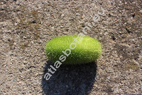 Cucumis dipsaceus Ehrenb. ex Spach (Momordica)
