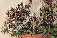 Tradescantia 'Red Hill'