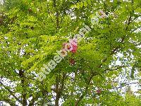 Robinia viscosa Vent. (Robinia glutinosa Sims)