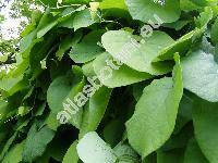 Aristolochia durior Hill (Aristolochia macrophylla Lam., Aristolochia sipho L'Hr.)