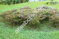 Cuphea hyssopifolia (Cuphea hyssopifolia Kunth)