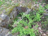 Ribes alpinum L. (Ribes lucidum, Liebichia gottsteinii Opiz, Liebichia alpina (L.) Opiz)