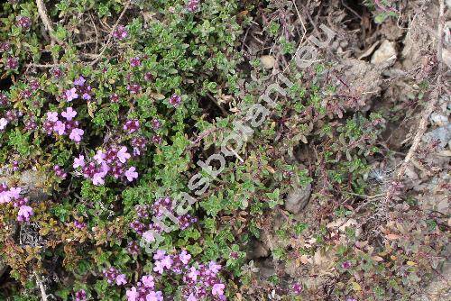Thymus serpyllum L. (Thymus angustifolius Pers., Thymus apricus Opiz, Thymus glabrescens)