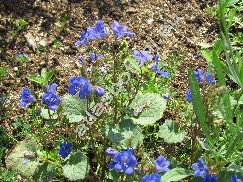 Phacelia campanularia Gray (Phacelia parryi Torr.)